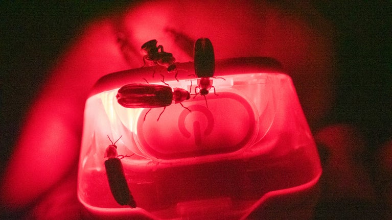 Beetles crawl on a torch that is glowing red at night time